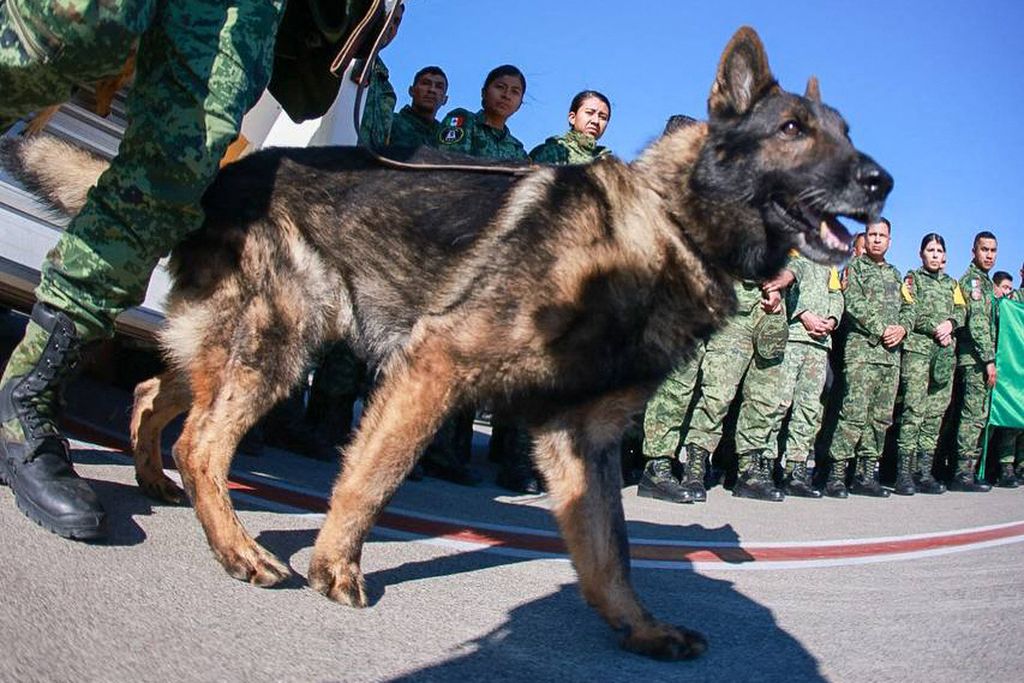 A German shepherd dog used as a tracker to help search for earthquake victims arrived at Adana Airport, Turkey, in February 2023.