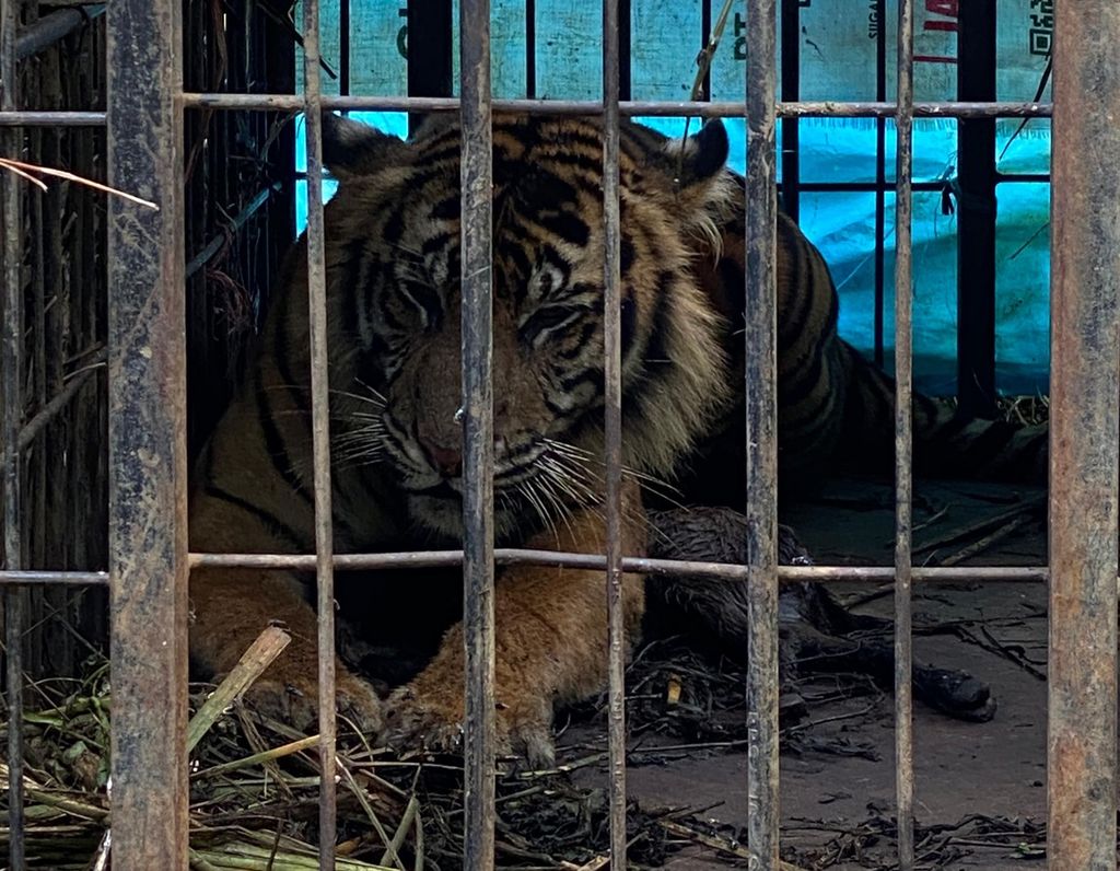 Harimau sumatera ditangkap petugas Balai Konservasi Sumber Daya Alam Sumatera Barat karena berkonflik dengan manusia di Nagari Binjai, Kecamatan Tigo Nagari, Kabupaten Pasaman, Sumatera Barat, Minggu (5/2/2024). 