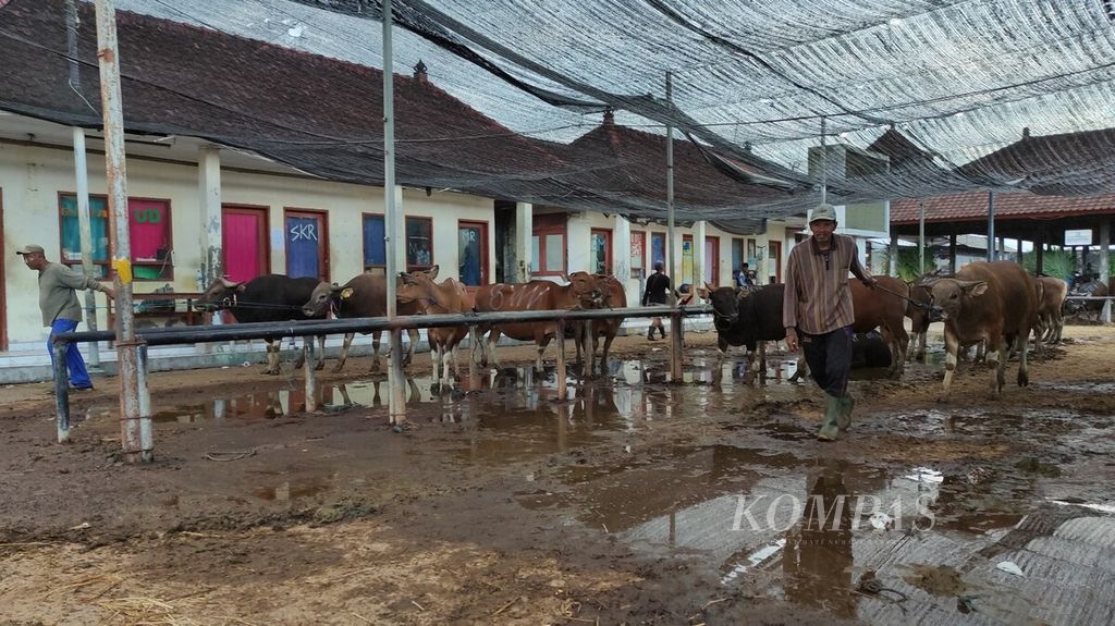 Aktivitas di Pasar Hewan Beringkit di Mengwitani, Kecamatan Mengwi, Kabupaten Badung, Bali, Minggu (11/6/2023). Transaksi sapi di Pasar Hewan Beringkit meningkat menjelang Idul Adha 2023.
