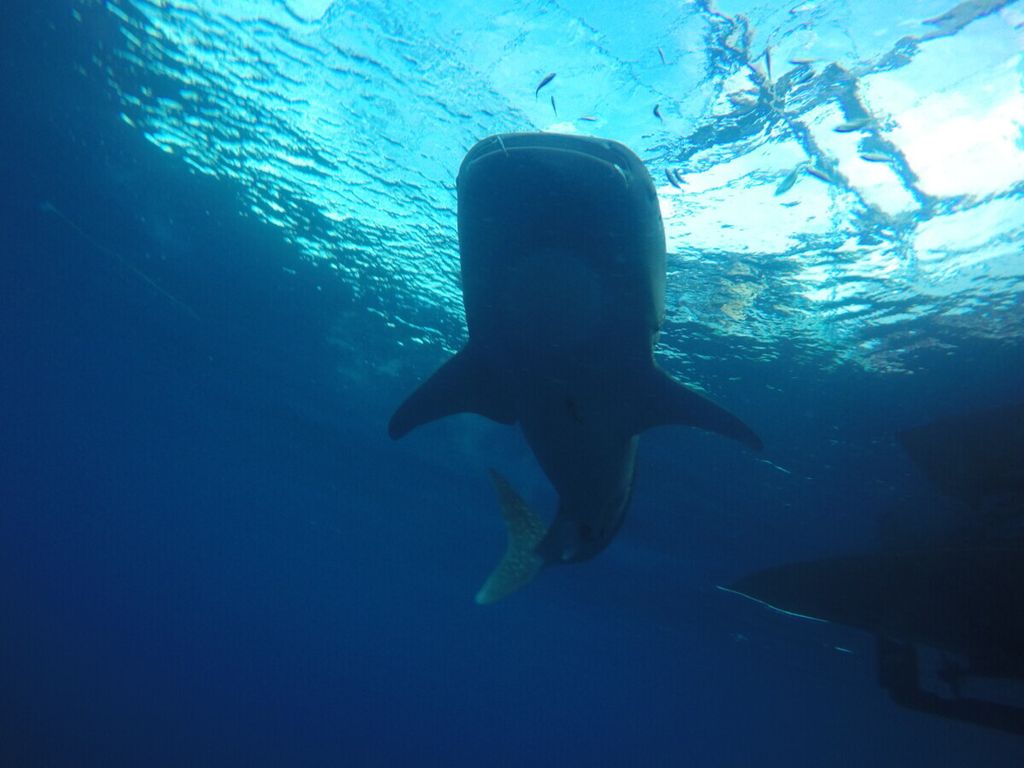 Seekor hiu paus (<i>Rhincodon typus</i>) berenang di perairan sekitar bagan Desa Labuhan Jambu di Sumbawa, NTB, yang berada di Teluk Saleh.