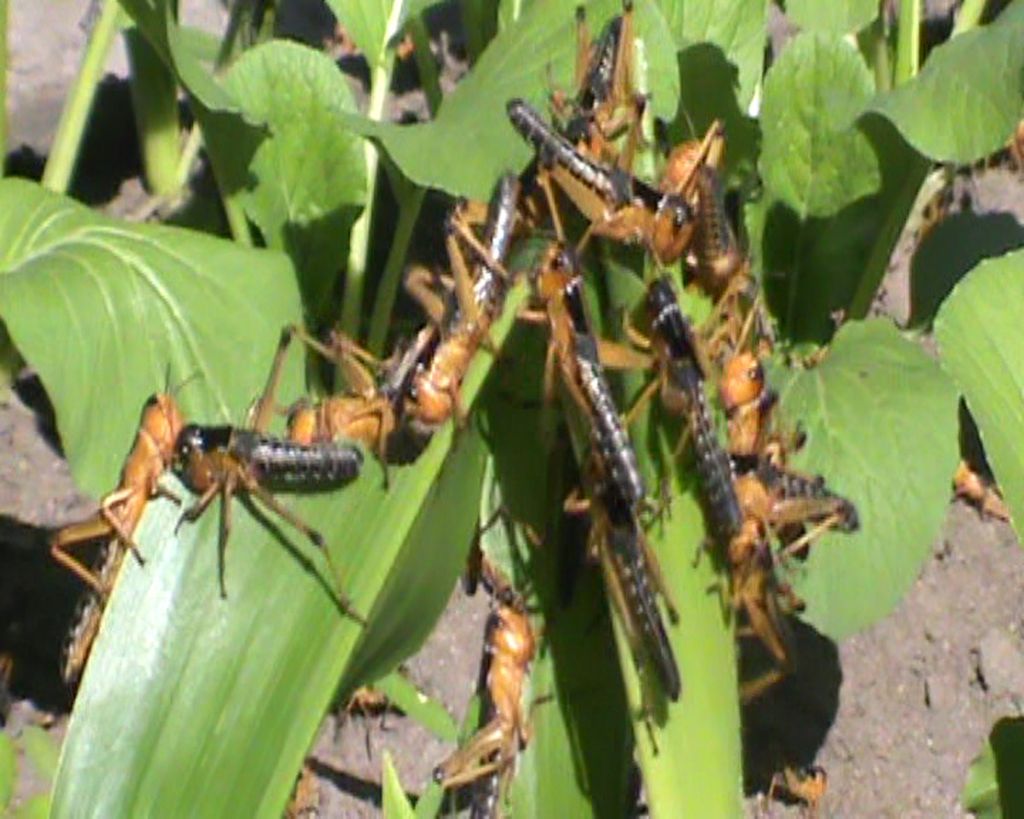 Dalam foto dari Pemkab Sumba Timur ini terlihat hama belalang kembara yang merupakan momok menakutkan bagi petani di daratan Sumba. Kini, hama belalang sedang mengancam lahan Food Estate di Sumba Tengah.