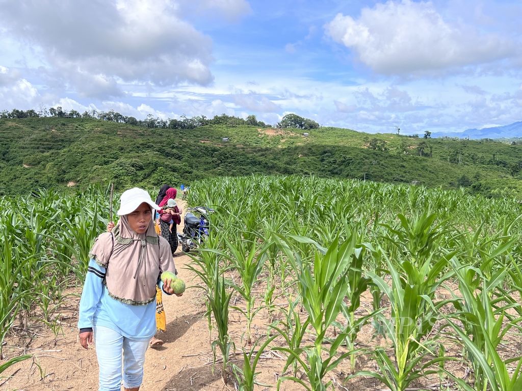 Warga berjalan di antara kebun jagung di Kecamatan Maiwa, Enrekang, Sulawesi Selatan, Selasa (9/1/2024).