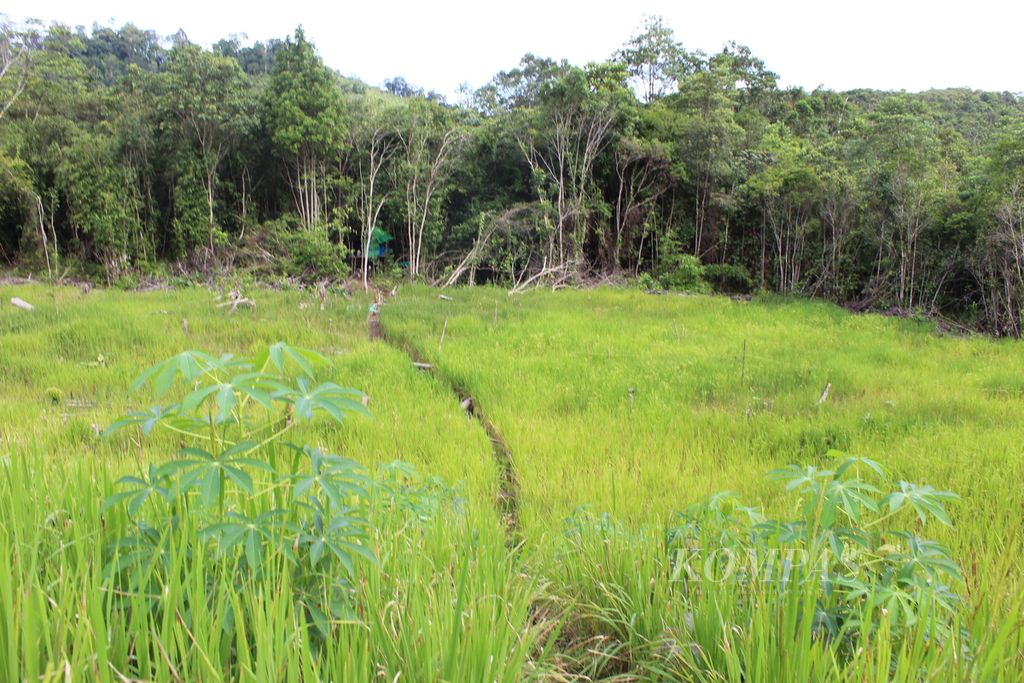 Salah satu contoh ladang khas orang Dayak yang tidak hanya ditanami padi tetapi juga berbagai tanaman lainnya, mulai dar sayur-mayur hingga umbi-umbian.