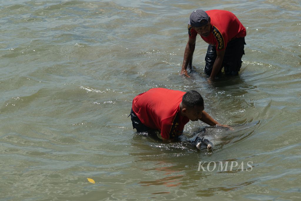 Petugas Damkar Kendari mengevakuasi seekor lumba-lumba hidung botol (<i>Tursiops truncatus</i>) yang mati di Teluk Kendari, Sulawesi Tenggara, Jumat (4/2/2022). Lumba-lumba ini terjebak selama belasan jam di Sungai Wanggu sebelum dievakuasi. Dalam proses evakuasi, lumba-lumba ini tidak terselamatkan.