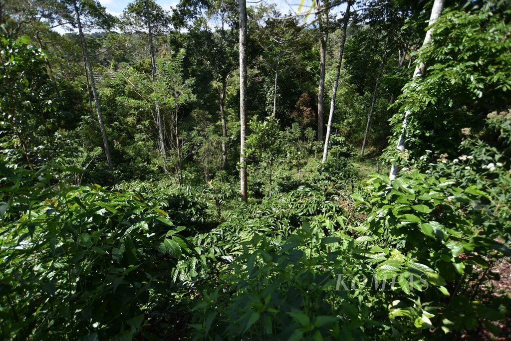 Suasana kebun kopi di kawasan Rimba Candi, Dempo Tengah, Kota Pagaralam, Sumatera Selatan, Kamis (4/7/2024). 