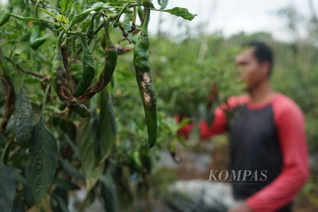 Cabai keriting milik petani di Desa Lamomea, Kecamatan Konda, Konawe Selatan, Sulawesi Tenggara, menghitam dan juga terserang jamur, Kamis (18/7/2019). Produksi cabai petani tahun ini berkurang dibandingkan dengan sebelumnya karena tingginya curah hujan.
