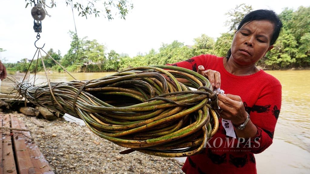 Laurensia Rusan (30), warga Desa Rangan Surai, Kecamatan Marikit, Kabupaten Katingan, Kalimantan Tengah, Kamis (31/1/2019), mengikat rotan yang dipanen dari kebun dan hutan. Rotan itu dibersihkan di sungai, kemudian dikeringkan.