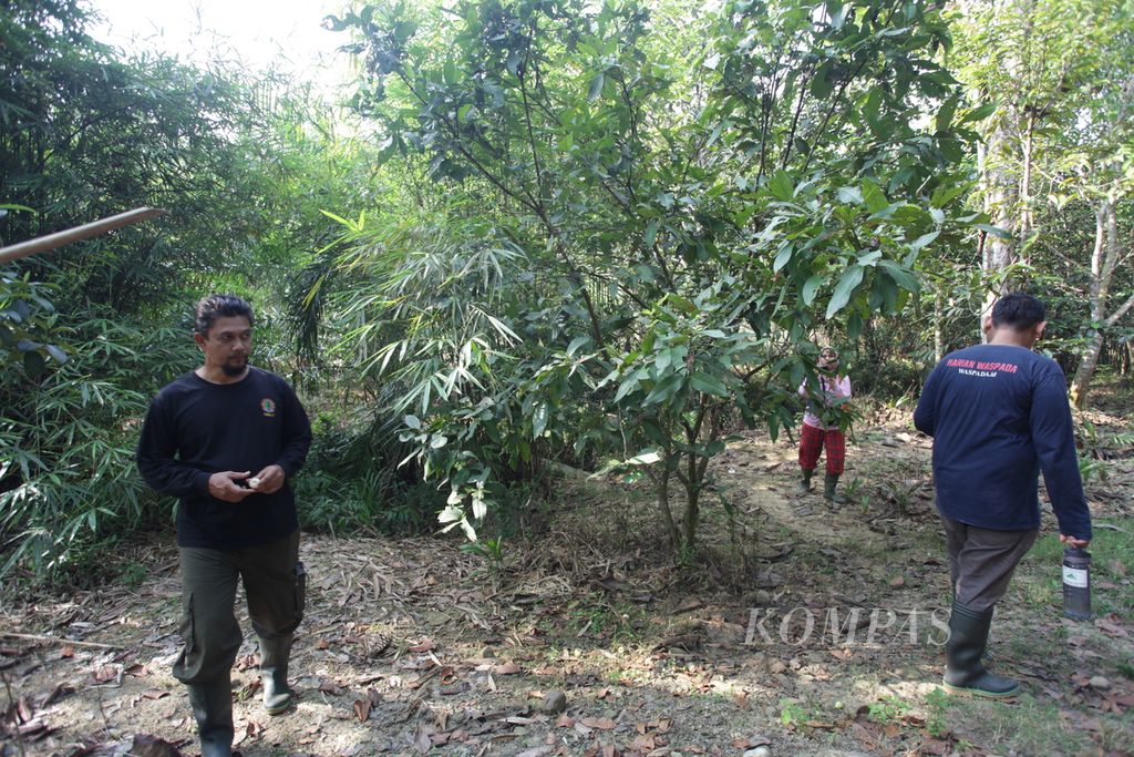 Lokasi kawasan agroforestri di Kecamatan Tenggulun, Kabupaten Aceh Tamiang, Aceh, yang telah ditanami pohon kehutanan.