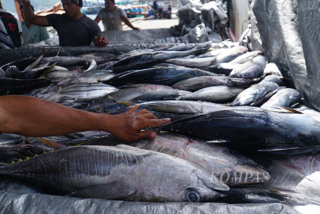 Ikan-ikan tangkapan dari Kapal Motor Sentosa XVIII berbobot 131 gros ton dimuat ke mobil bak di Pelabuhan Perikanan Samudera Bitung, Sulawesi Utara, Jumat (20/10/2023).