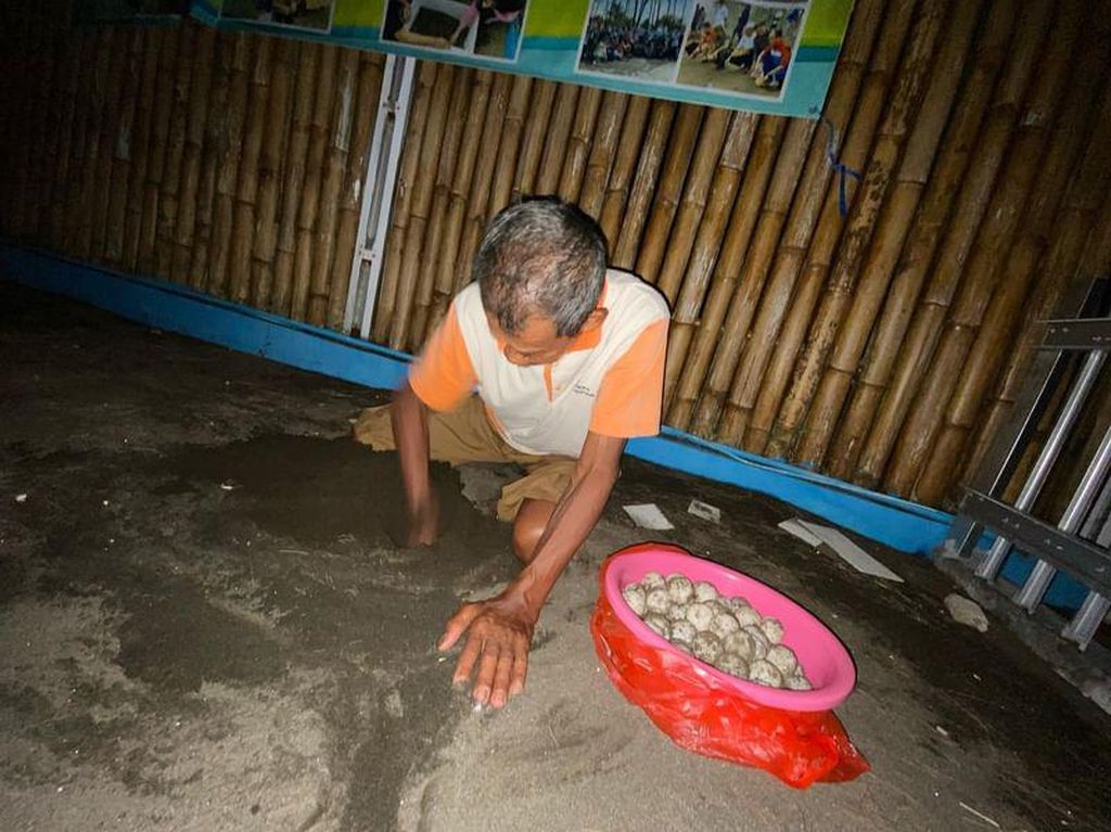 Anggota Kelompok Konservasi Penyu Nagaraja Cilacap memasukkan telur penyu ke dalam pasir supaya bisa menetas, Minggu (31/3/2024).