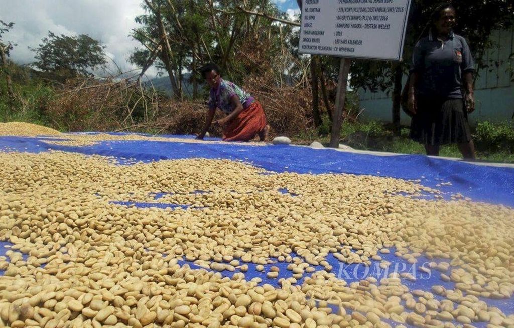 Aktivitas petani menjemur biji kopi arabika di Kampung Jagara, Kabupaten Jayawijaya, Jumat (18/8).