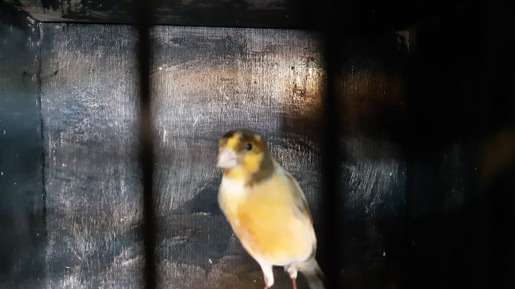 Seekor burung kenari di salah satu toko di Pasar Burung Jakarta Timur, Jumat (30/10/2020).