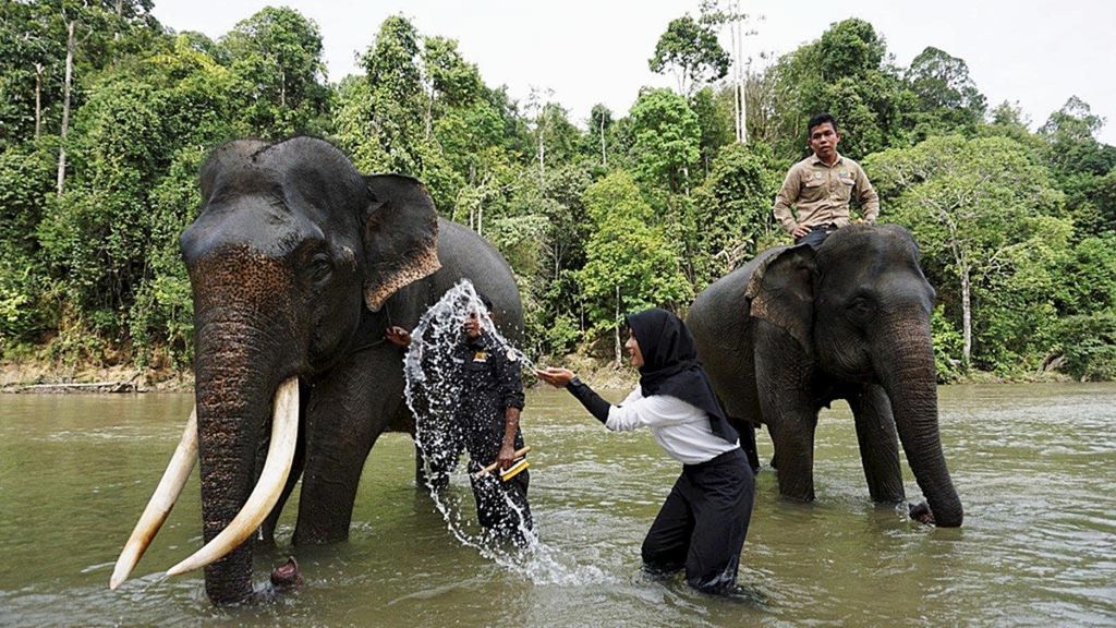Wisatawan memandikan gajah di Conservation Response Unit (CRU) Sampoiniet, Kabupaten Aceh Jaya, Provinsi Aceh, Selasa (24/7/2018). Selain sebagai pusat mitigasi konflik gajah, fasilitas ini menjadi obyek wisata satwa lindung gajah.
