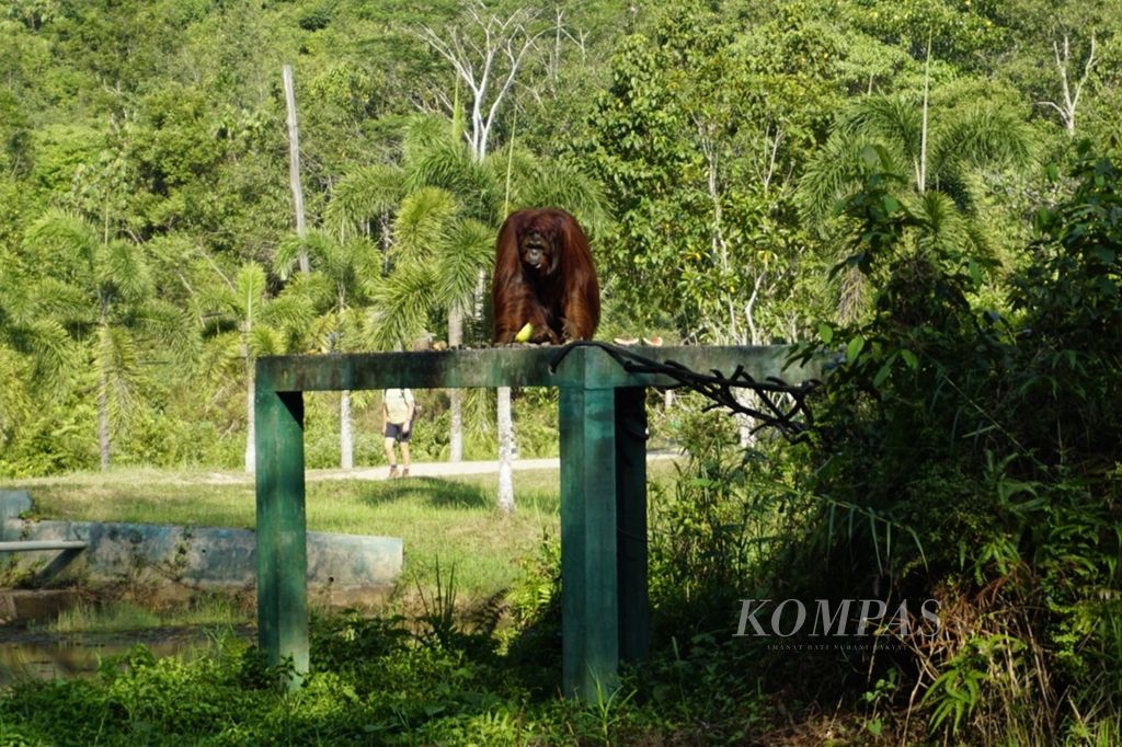 Seekor orangutan berjemur di tempat rehabilitasi Samboja Lestari yang dikelola Yayasan Borneo Orangutan Survival di Samboja, Kabupaten Kutai Kartanegata, Kalimantan Timur, Sabtu (31/8/2019).