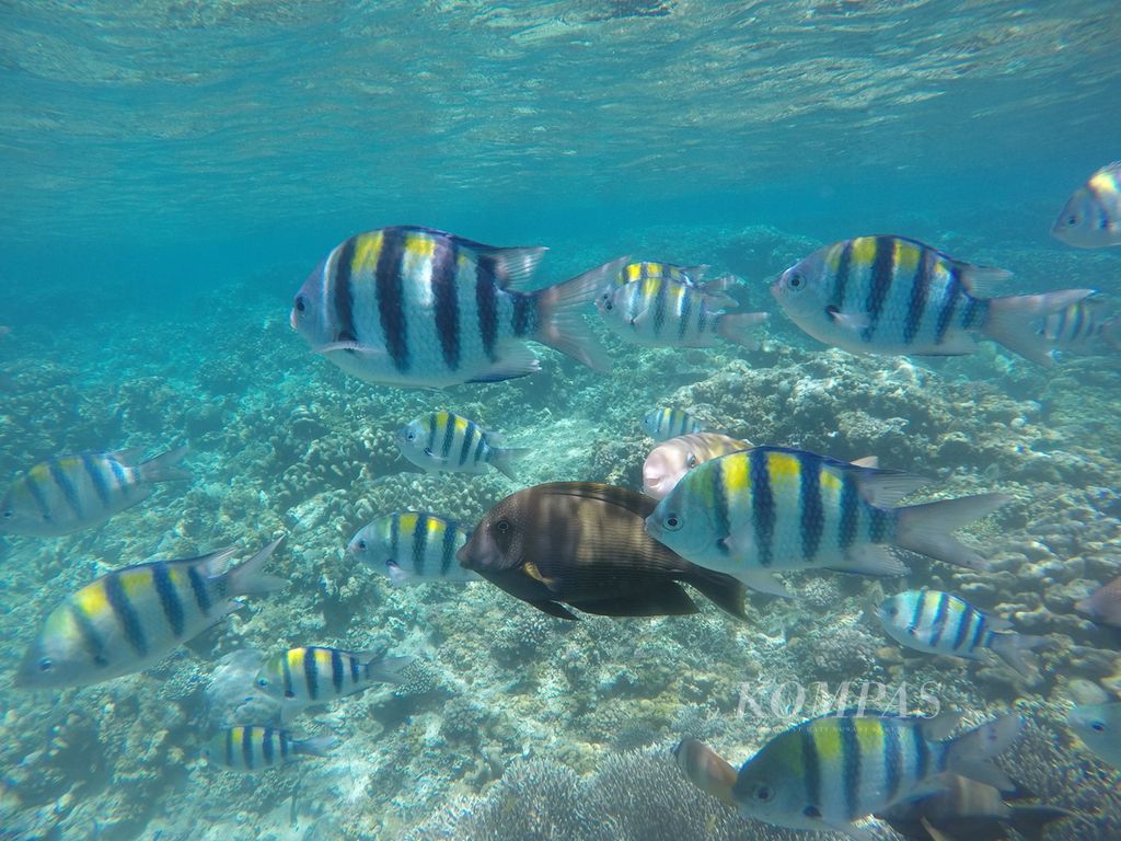 Kawanan ikan scissortail sargeant (<i>Abudefduf sexfasciatus</i>) serta beberapa jenis ikan lain dapat ditemukan di dekat permukaan air Taman Laut Olele, Jumat (7/10/2022).