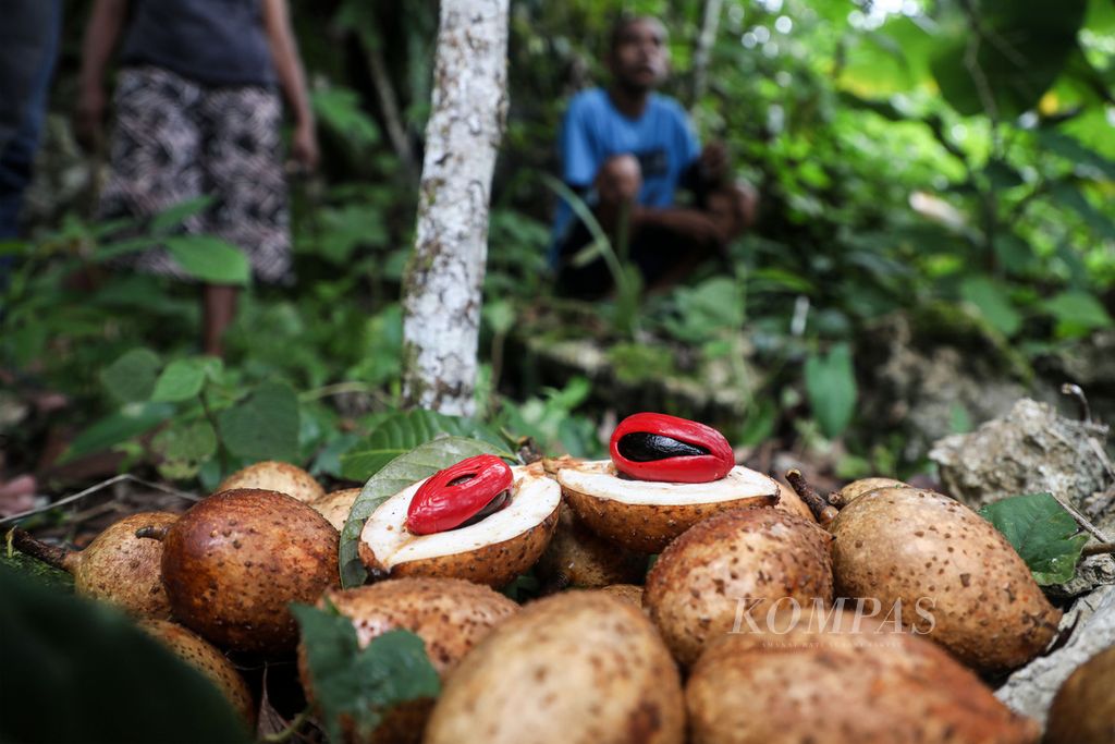 Part of the nutmeg harvest in Wurkendik Village, West Fakfak District, Fakfak Regency, West Papua, Monday (21/6/2021).