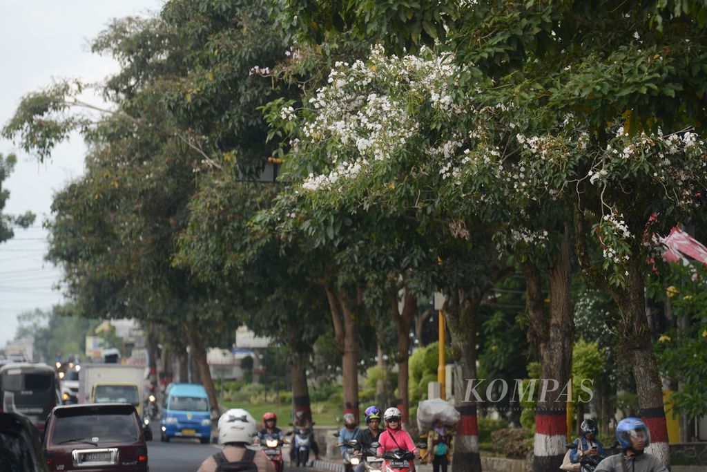 Bunga tabebuya mekar di tepi Jalan Jenderal Sarwo Edhie Wibowo, Kota Magelang, Jawa Tengah, Jumat (29/11/2019). Menghadapi Lebaran 2023, Kota Magelang menyiapkan kantong-kantong parkir alternatif, seperti di halaman perkantoran dan gereja. 