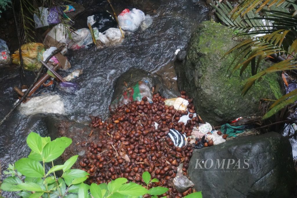 Timbunan salak busuk yang dibuang di sungai di Kecamatan Madukara, Banjarnegara, Jawa Tengah, Rabu (3/4/2024).