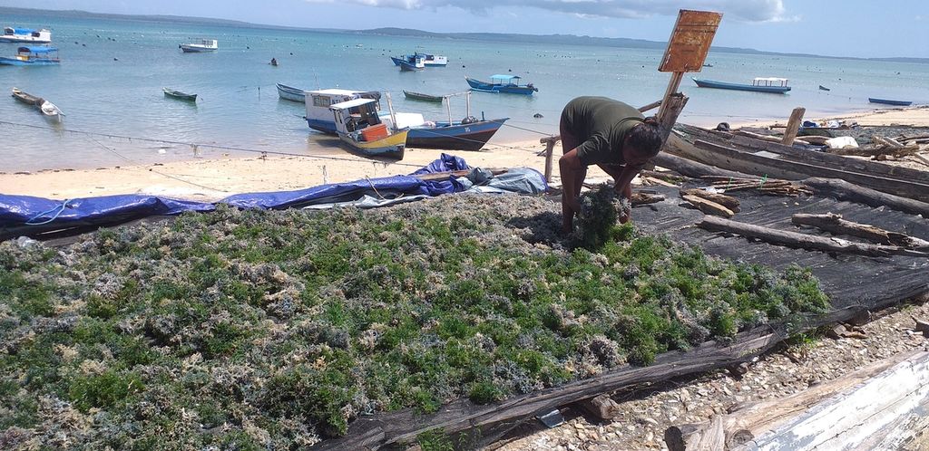 Nelci Ndun (38) membalikkan rumput laut yang dijemur di Pantai Tablolong, Kabupaten Kupang, BTT, Senin (13/3/2023). Lama penjemuran rumput laut 3-7 hari dan tergantung panas matahari.