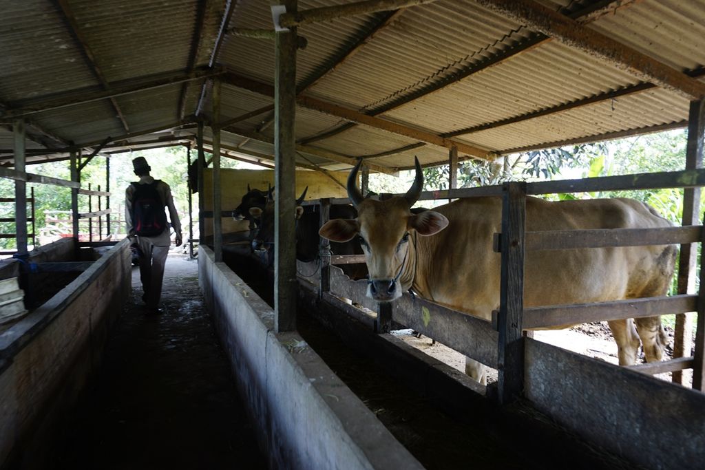 Suasana peternakan sapi milik Paino (42), warga Desa Karya Jaya, Kecamatan Samboja, Kutai Kartanegara, Kalimantan Timur, Selasa (5/11/2019). 