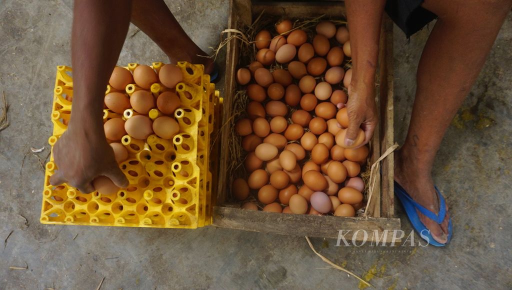 Telur-telur ayam hasil produksi ayam petelur di Kecamatan Mojosongo, Kabupaten Boyolali, Jawa Tengah, Kamis (1/9/2022). Populasi ayam petelur menurun akibat anjloknya harga jual telur setahun lalu. Imbasnya banyak kandang terpaksa dikosongkan. Hal itu disinyalir menjadi salah satu penyebab meningkatnya harga telur beberapa waktu terakhir.