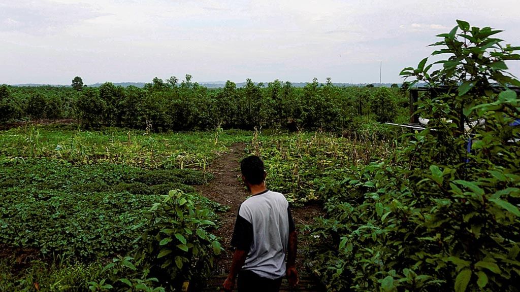 Seorang petani melintasi kebun tanaman kratom (<i>Mitragyna speciosa</i>) di daerah aliran Sungai Mahakam di Desa Liang, Kecamatan Kota Bangun, Kutai Kartanegara, Kalimantan Timur, Selasa (26/11/2019).