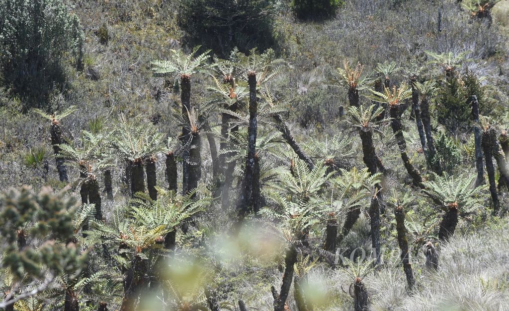 Pakis purba (<i>Cyathea atrox</i>) di kawasan Taman Nasional Lorentz, Kabupaten Jayawijaya, Jumat (12/11/2021).  