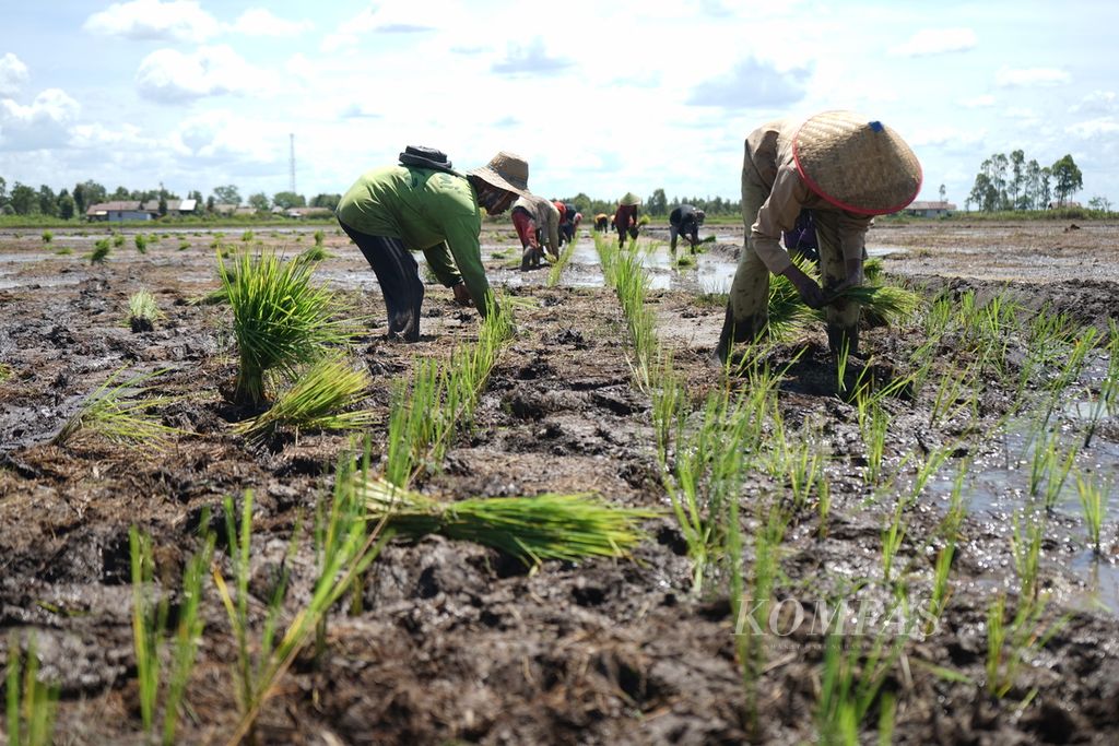 Para pekerja borongan asal Kalimantan Selatan menanam padi jenis Impari-42 di sawah yang digarap pemerintah dalam program lumbung pangan (<i>food estate</i>) di Desa Bentuk Jaya, Kabupaten Kapuas, Kalimantan Tengah, Rabu (21/4/2021).