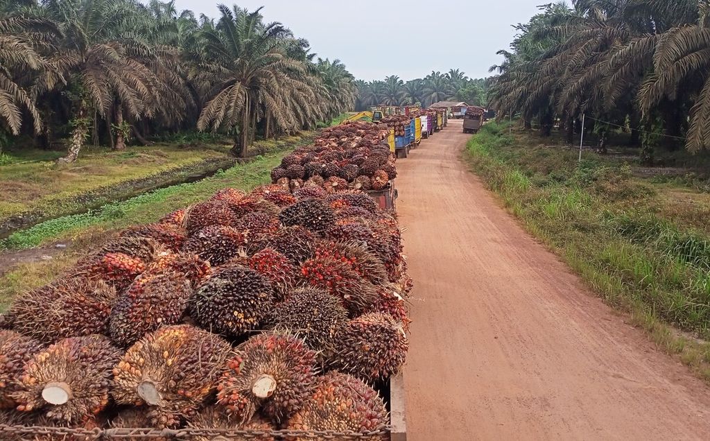 Antrean masuk angkutan pembawa tandan buah segar (TBS) kelapa sawit menuju pabrik pengolahan minyak sawit di Muaro Jambi, Jambi, Jumat (25/11/2022).