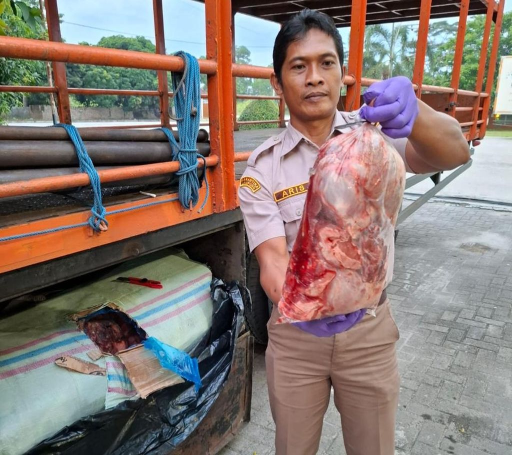 The Lampung quarantine officer shows the condition of the wild boar meat that was sent without official documents through the Bakauheni Port in South Lampung, Lampung on Friday (26/4/2024) afternoon.