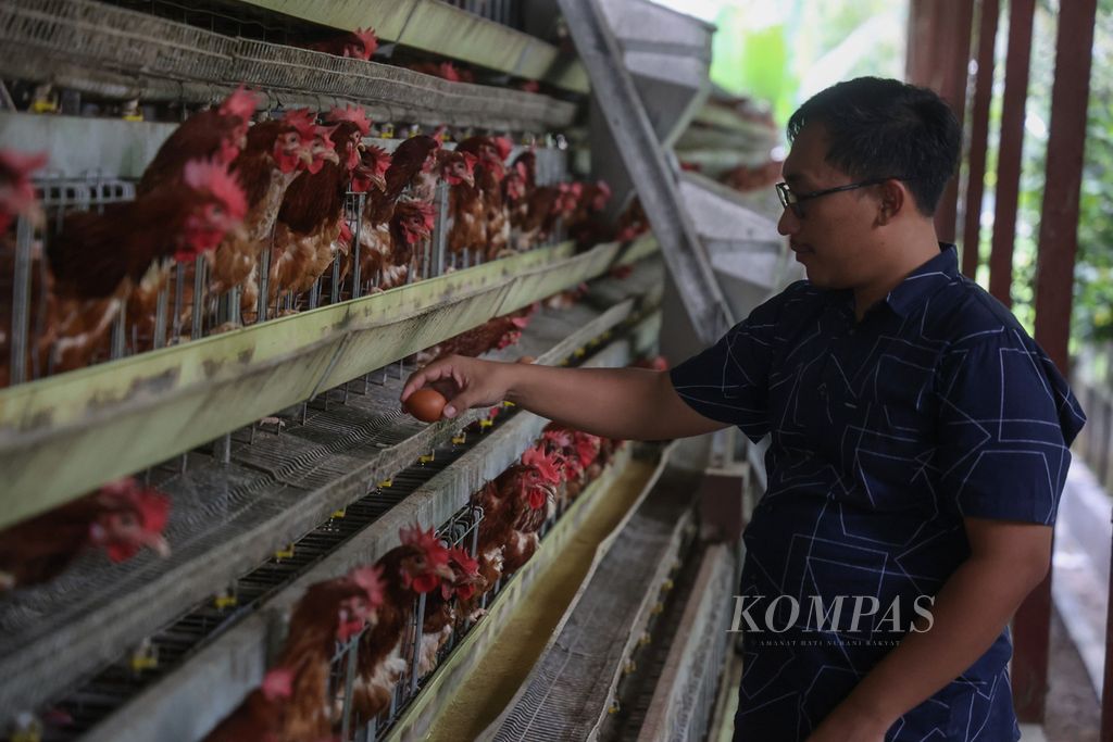 Azwir Rezari, Wakil GM PT Radja Poultry Shop, memeriksa telur yang dihasilkan di peternakan ayam petelur PT Radja Poultry Shop di Kecamatan Guguak, Kabupaten Lima Puluh Kota, Sumatera Barat, Selasa (13/6/2023).
