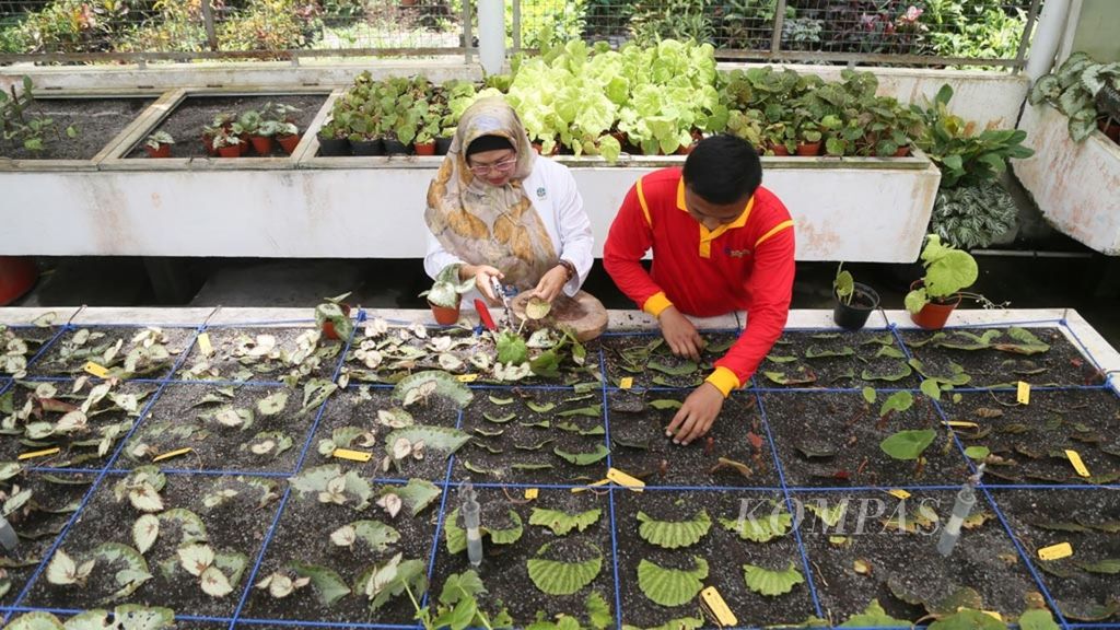 Peneliti melakukan proses adaptasi tanaman begonia yang berasal dari hutan-hutan di seluruh Indonesia, di Kebun Raya Bogor, Jawa Barat, Senin (25/2/2019). Kebun Raya Bogor berhasil mengoleksi 134 jenis begonia yang terdiri atas 37 begonia eksotik dan 97 jenis begonia alam.