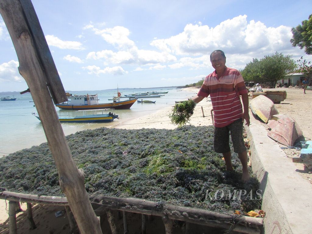 Albert Gilon (61), koordinator petani rumput laut Desa Tablolong juga Kabupaten Kupang, memperlihatkan rumput laut miliknya yang sedang dijemur di bibir Pantai Tablolong, Kupang, Senin (10/8/2020). Ia berharap, tidak ada pemotongan uang kompensasi petani rumput laut. Uang senilai Rp 2,02 triliun itu diperuntukkan bagi 15.483 petani rumput laut yang terkenal pencemaran.