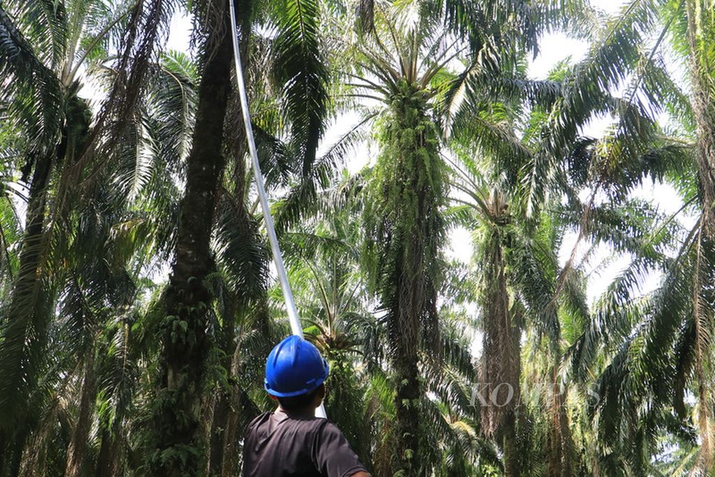 Buruh di perkebunan sawit memanen tandan buah segar di salah satu perkebunan swasta di Kabupaten Langkat, Sumatera Utara, Rabu (26/7/2023).