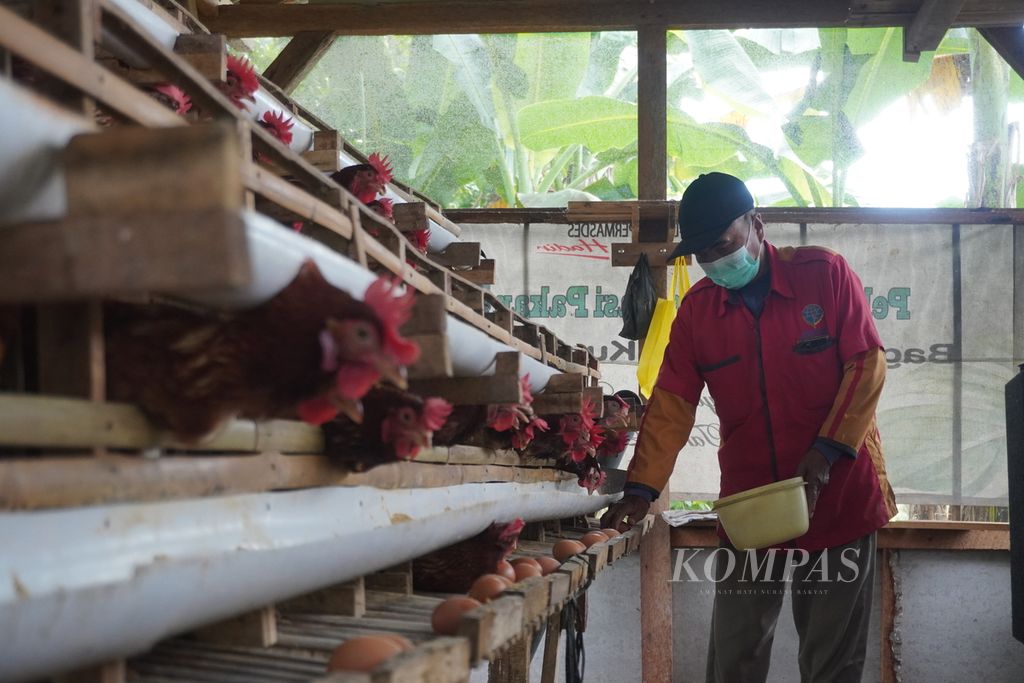 Abdul Karim (56) mengumpulkan telur-telur di kandang ayam miliknya di kampung rehabilitasi kusta di Desa Banyumanis, Kecamatan Donorojo, Kabupaten Jepara, Jawa Tengah, Kamis (26/1/2023). Sejak lima tahun terakhir, Karim yang merupakan mantan penderita kusta itu berdaya lewat bisnis ternak ayam petelur. Karim juga bekerja sebagai tukang parkir untuk menafkahi keluarganya.