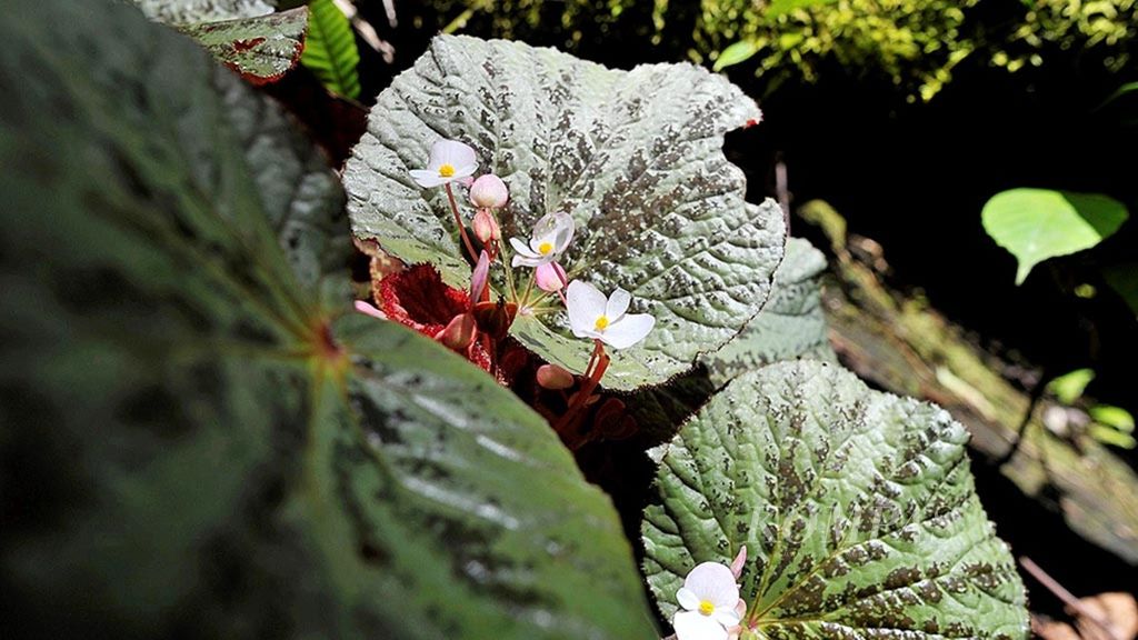 Tanaman <i>Begonia aketajawensis </i>berbunga di kawasan Taman Nasional Aketajawe Lolobata, Tidore Selatan, Maluku Utara, Minggu (25/3).