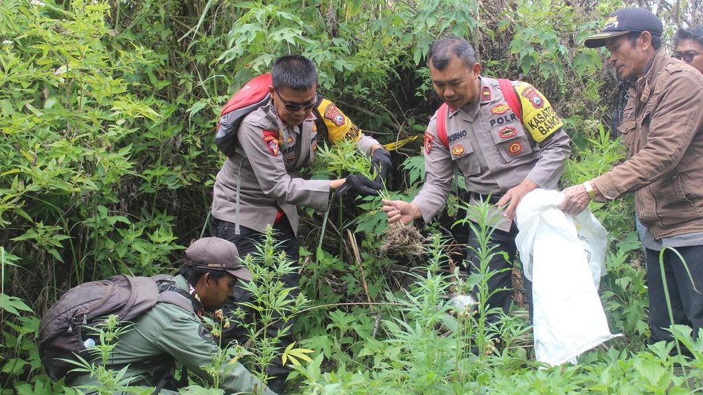 Kepolisian Resor Lumajang menemukan ladang ganja di lereng Gunung Semeru di Desa Argosari, Kecamatan Senduro, Kabupaten Lumajang, Jawa Timur, Rabu (18/9/2024).