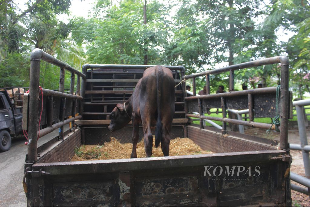 Seekor sapi masih berada di atas mobil karena Pasar Hewan Sibreh, Kecamatakan Suka Makmur, Kabupaten Aceh Besar, Provinsi Aceh, tutup, Rabu (15/6/2022). 