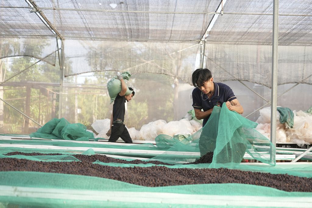 Para pekerja sedang menjemur biji kopi di sebuah pabrik pengolahan di Provinsi Dak Lak, Vietnam, 1 Februari 2024. Pemerintah Vietnam tidak ingin kehilangan pasar kopi Eropa dan telah siap menyesuaikan diri dengan UU Deforestasi Uni Eropa.  