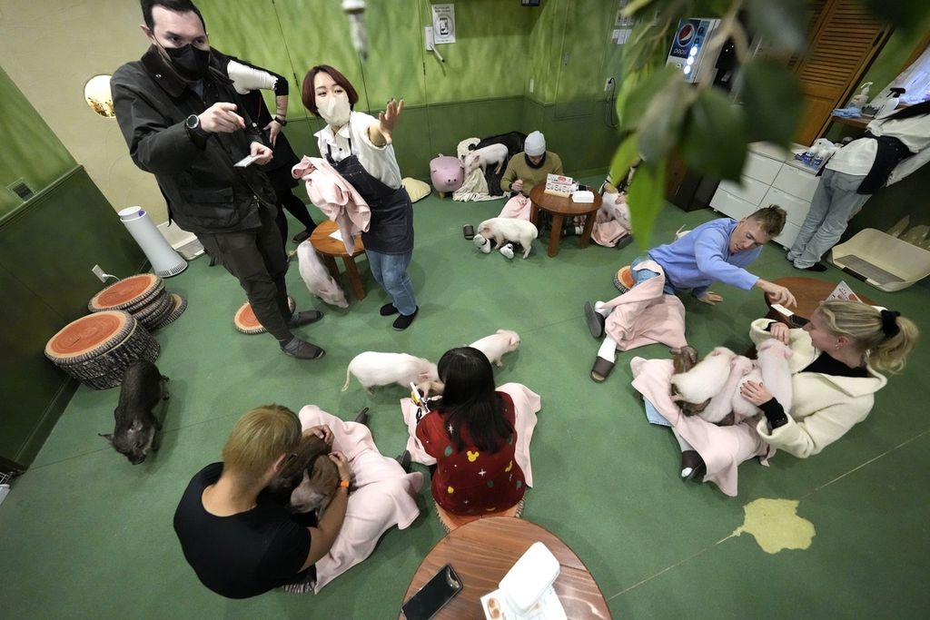 Pelanggan bermain dengan babi-babi mini di Kafe Mipig di Tokyo, Jepang, 24 Januari 2024. 
