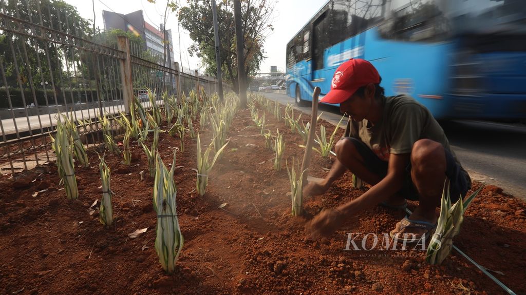 Pekerja menanam tanaman agave di taman median Jalan Perintis Kemerdekaan, Jakarta Utara, Rabu (23/10/2019). Pemprov DKI menanam 100.000 tanaman bugenvil dan lidah mertua untuk mengurangi polusi udara.