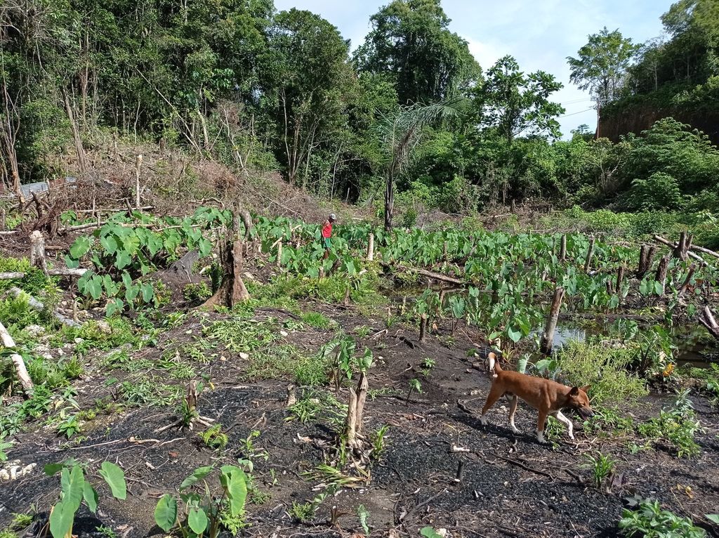<i>Ora </i>(kebun) warga di Distrik Ayamaru Tengah, Kabupaten Maybrat, Papua Barat, Rabu (13/7/2022). Kebun terletak di tanah ulayat masing-masing suku.