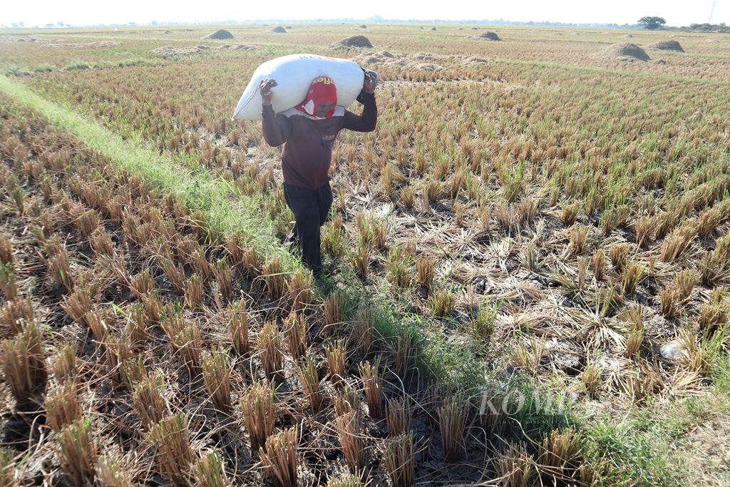 Buruh tani memikul padi hasil panen di Kapetakan, Kabupaten Cirebon, Jawa Barat, Rabu (2/10/2019). Harga gabah di tingkat petani di Cirebon saat ini Rp 5.000-Rp 5.300 per kg untuk gabah kering panen.