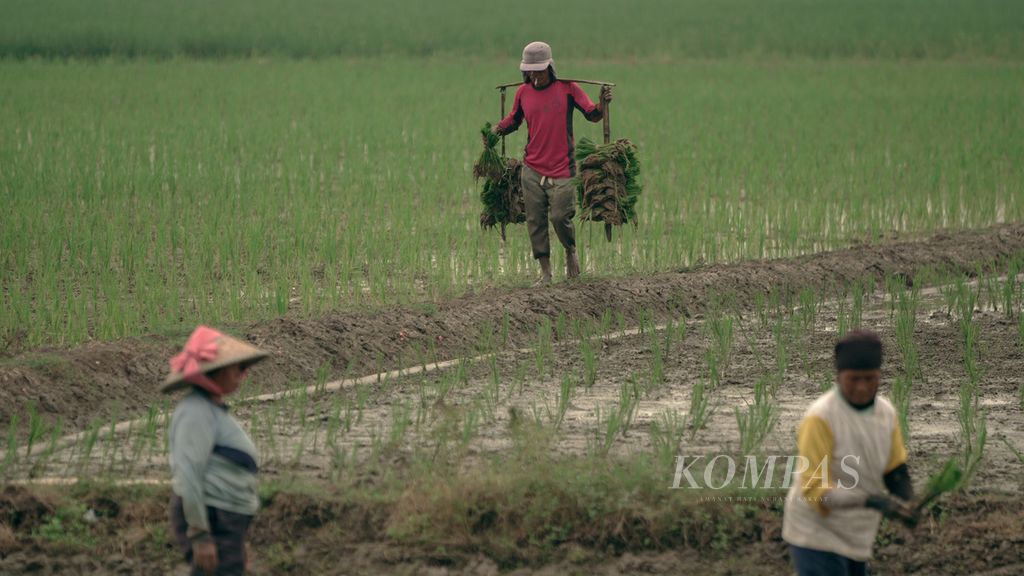 Buruh tani memanggul benih padi varietas Inpari yang berusia satu bulan di Desa Srimahi, Kecamatan Tambun Utara, Kabupaten Bekasi, Jawa Barat, Selasa (18/10/2022). BPS memperkirakan produksi beras tahun 2022 diproyeksikan naik 2,29 persen menjadi 32,07 juta ton.