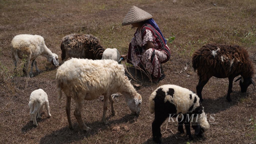 Karsih memberi minum domba di areal ladang yang mengering di Desa Sirnajati, Kecamatan Cibarusah, Kabupaten Bekasi, Jawa Barat, pada Agustus 2023.