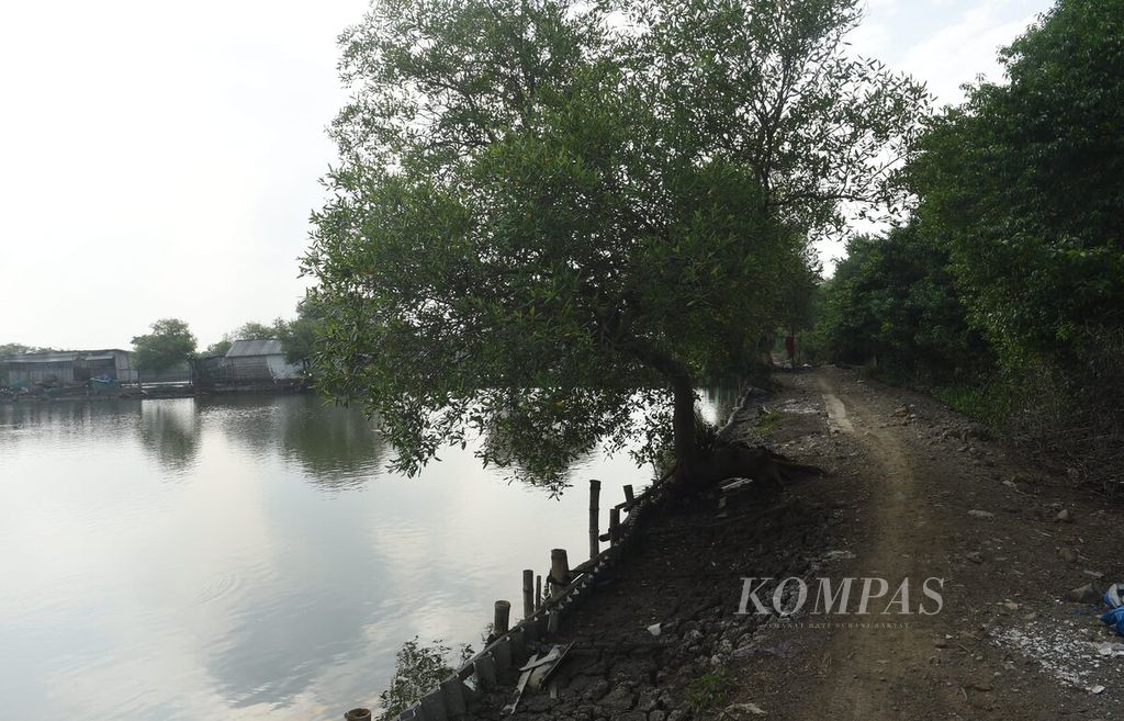 Jalan setapak di kawasan hutan mangrove Wonorejo, Surabaya, Jumat (17/3/2023). Kawasan hutan mangrove di Surabaya kini terus terancam oleh alih fungsi lahan. Tercatat di kawasan hutan mangrove Surabaya, khususnya di daerah Wonorejo, memiliki 140 spesies burung terbesar di Pulau Jawa.