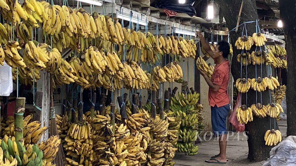 Pedagang pisang menggantung dagangannya di Pasar Lembang, Ciledug, Kota Tangerang, Banten, Jumat (28/5/2021). Pasar Lembang menjadi salah satu rujukan masyarakat yang ingin membeli pisang lokal berkualitas dengan harga murah. Sebagian besar pisang yang dijual di Pasar Lembang di datangkan dari Pulau Sumatera.