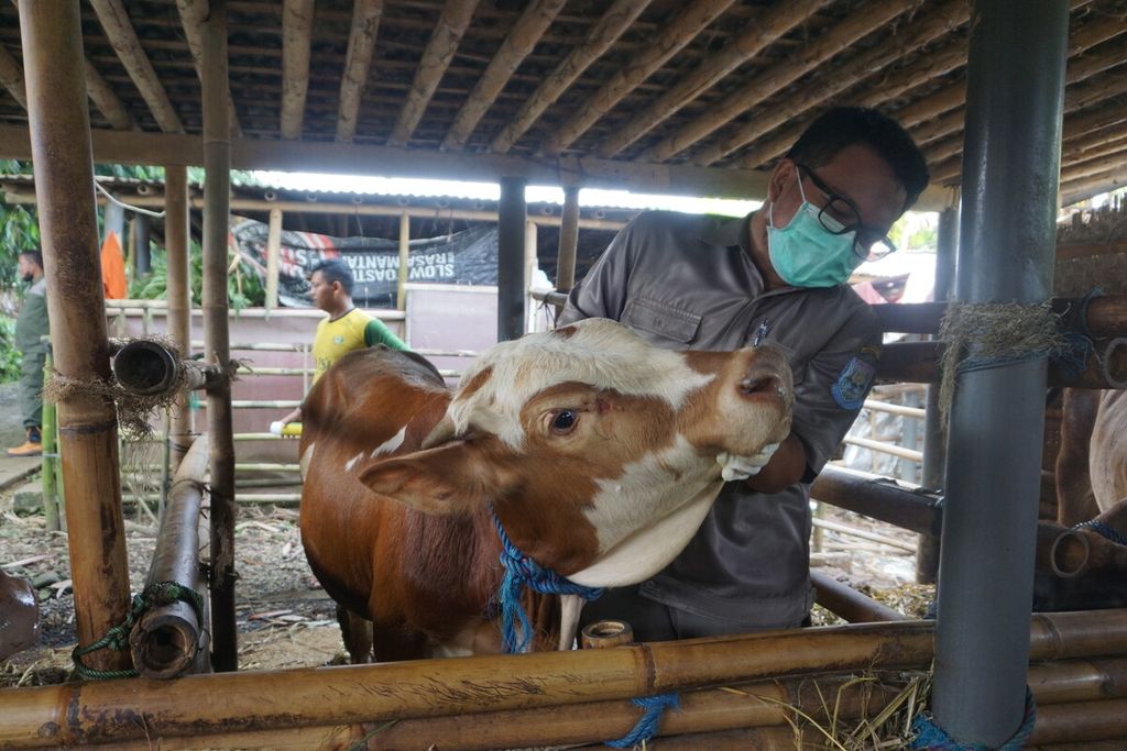 Pemeriksaan sapi dalam mencegah terjadinya wabah penyakit mulut dan kuku di Desa Mipiran, Purbalingga, Jawa Tengah, Rabu (12/5/2022).