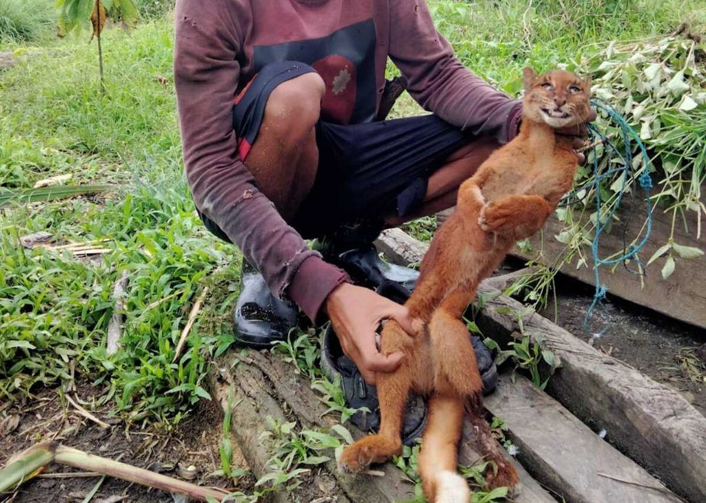 Peladang di Kabupaten Murung Raya, Kalteng, menunjukkan kucing merah yang mati terkena jerat pada Selasa (10/5/2022). Kucing merah itu diduga masuk jebakan untuk babi hutan yang dipasang pemburu babi hutan.