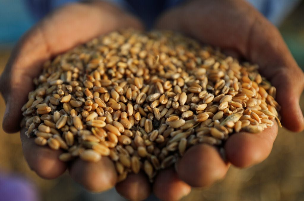 Seorang petani menunjukkan biji-bijian gandum setelah memanennya dari sebuah lahan di Kegubernuran Gharbia ketika Mesir meningkatkan upaya untuk memperlambat penyebaran Covid-19 di Mesir, 14 Mei 2020.
